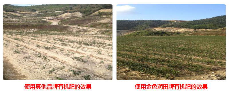 用金色潤田牌有機肥的效果